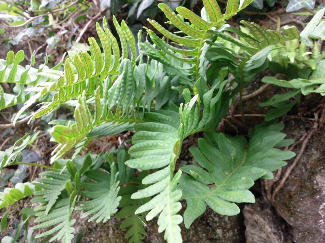 Polypode - Sur le rocher