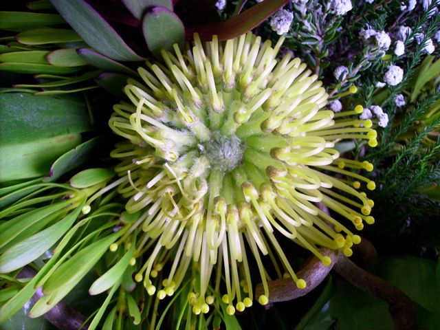 Leucospermum (Nutans) - Coeur