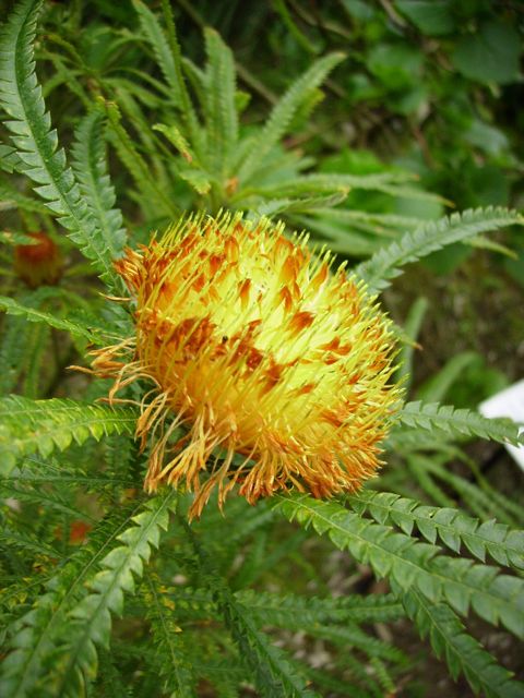 Dryandra formosa