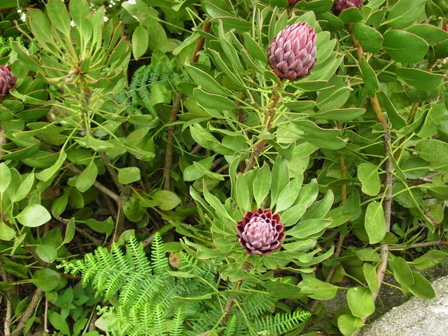 Protea cynaroides