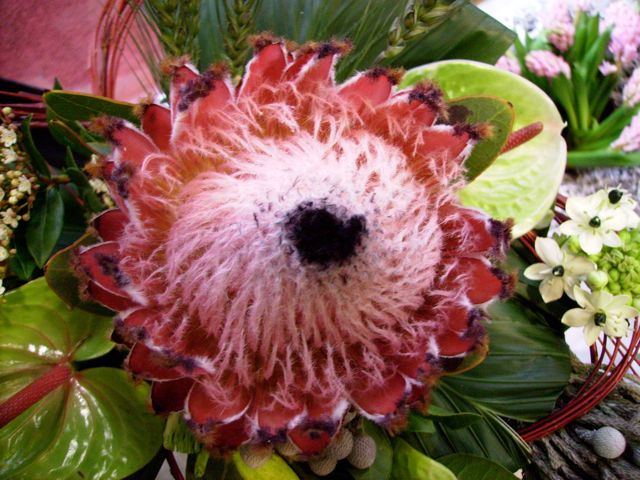 Protea barbigera - Bouquet