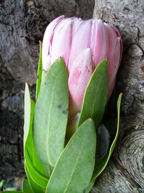 Protea eximia 'Sylvia' - Profil