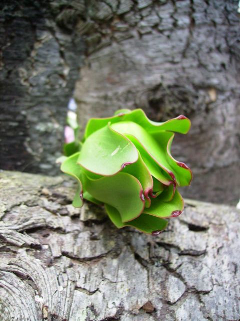 Leucadendron laureolum - Face