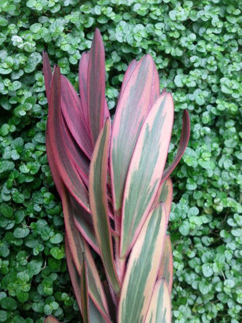 Leucadendron 'Jester'