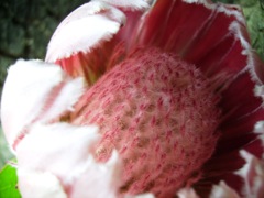 Protea eximia 'Sylvia' - Coeur