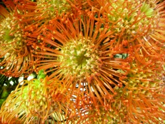 Leucospermum (Nutans) - Orange