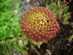 Leucospermum 'Caroline'