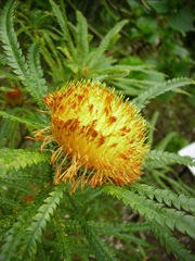 Dryandra formosa