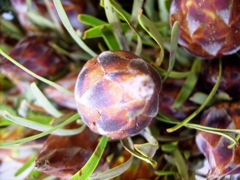 Leucadendron plumosum