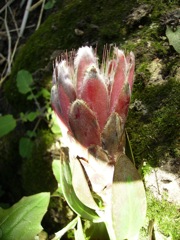 Protea repens