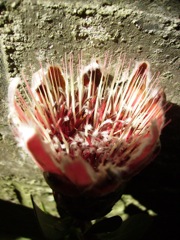 Protea repens - Coeur