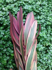 Leucadendron 'Jester'