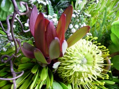 Leucadendron 'Safari Sunset'