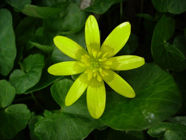 Ranunculus ficaria (Ficaire fausse renoncule) - Face jaune
