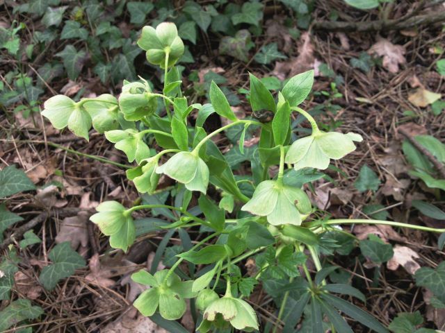 Helleborus foetidus (Héllébore fétide, pied de griffon)