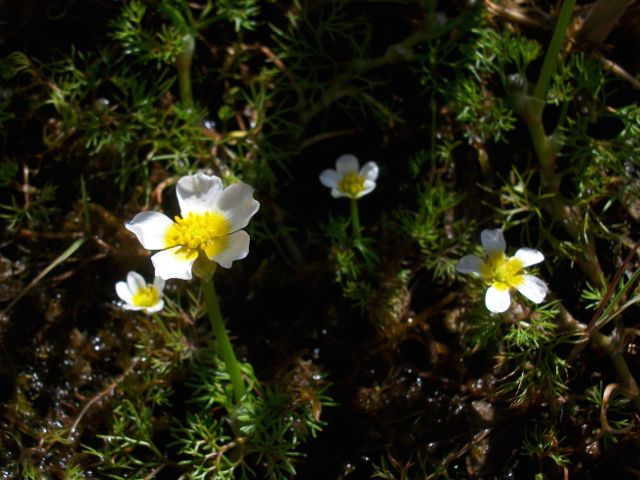 Ranunculus aquatilis (Renoncule aquatique)