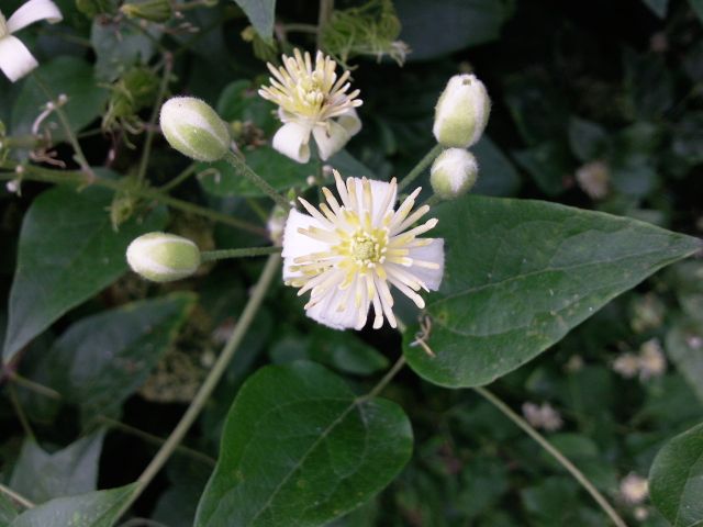 Clematis vitalba (Clématite, Vigne blanche) - Fleurs