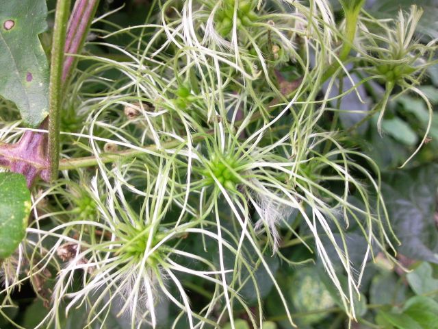 Clematis vitalba (Clématite, Vigne blanche) - Akènes