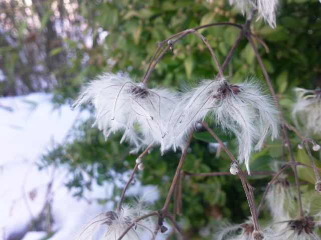 Clematis vitalba (Clématite, Vigne blanche) - Akènes en hiver