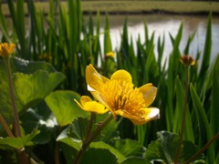 Caltha palustris (Populage des marais)