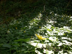 Ranunculus ficaria (Ficaire fausse renoncule) - Tapis