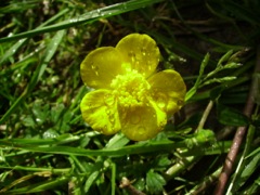 Ranunculus acris (Bouton d'or) - Face jaune