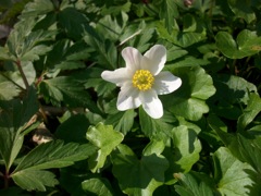 Anemone nemorosa (Anémone Sylvie)