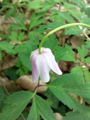 Anemone nemorosa (Anémone Sylvie) - Fleur et feuilles