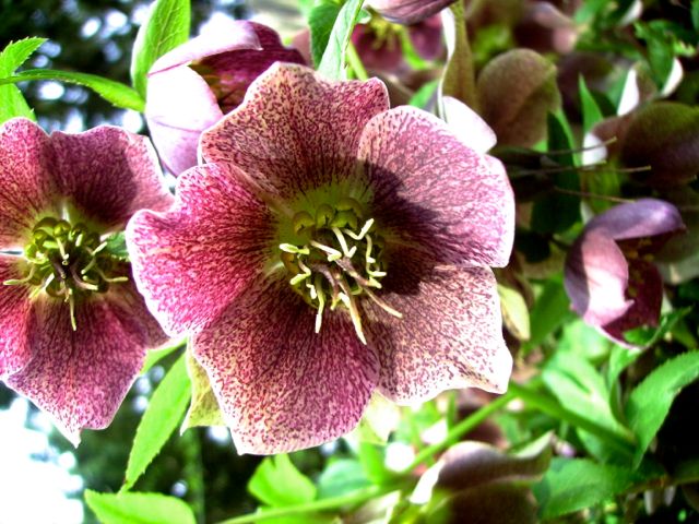 Helleborus (Hellébore) - Face violette