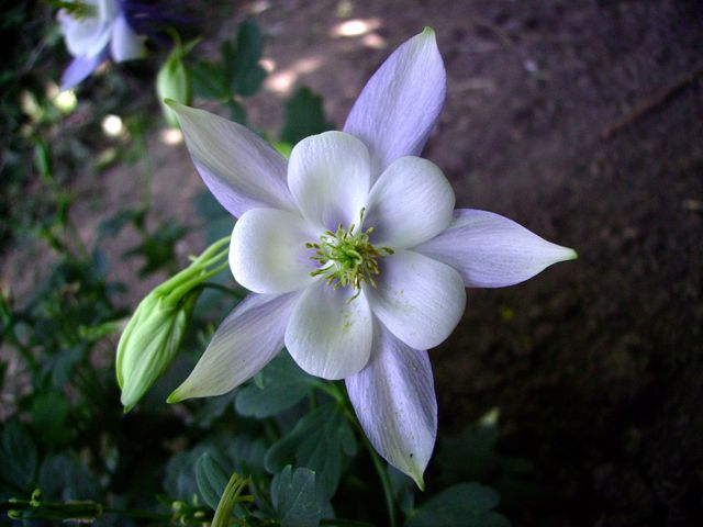 Aquilegia vulgaris (Ancolie commune) - Face blanche