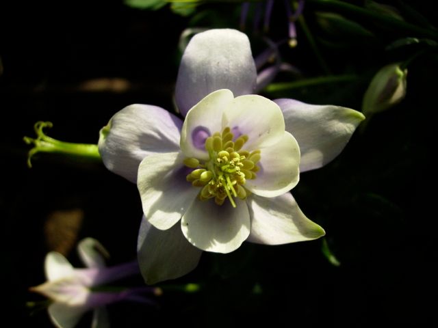 Aquilegia (Ancolie) - Face blanche