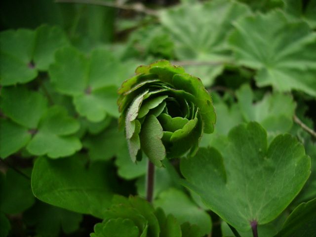 Aquilegia (Ancolie)  - Feuilles