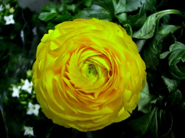 Ranunculus asiaticus (Renoncule asiatique) - Face jaune