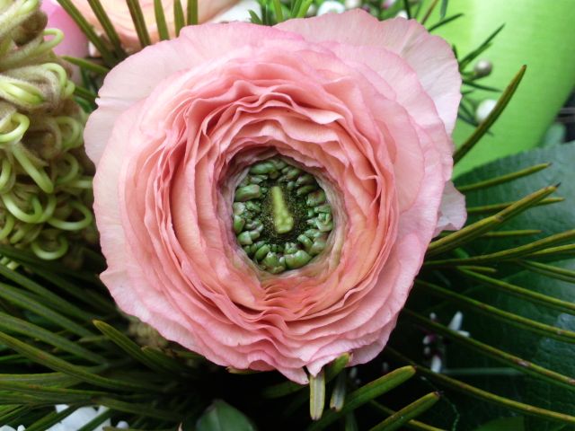 Ranunculus asiaticus (Renoncule asiatique) - Coeur rose