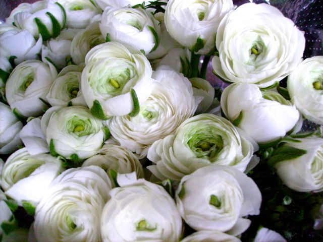 Ranunculus asiaticus (Renoncule asiatique) - Botte blanche