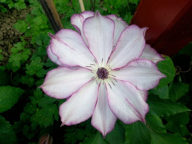 Clematis (Clématite) - Face Blanche