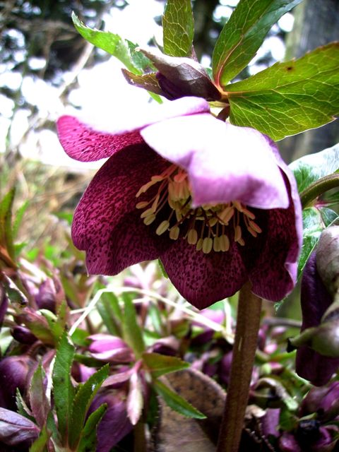 Helleborus (Hellébore) - Coté