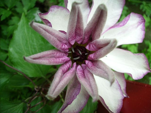 Clematis (Clématite) - Ouverture