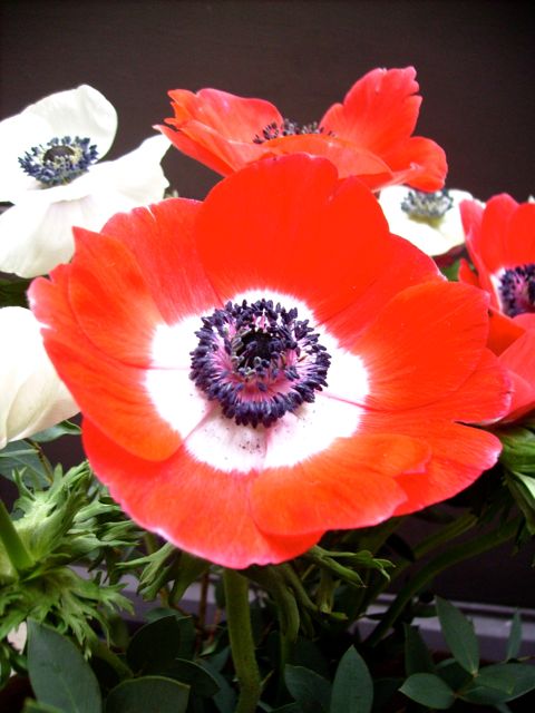 Anemone coronaria (Anémone couronnée) - Rouge