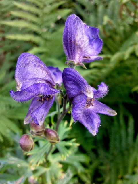 Aconitum napellus (Aconit napel) - Bleue