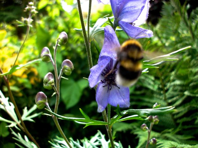 Aconitum napellus (Aconit napel) - Bourdon