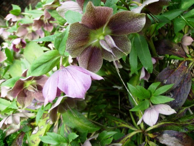 Helleborus (Hellébore) - Fructification