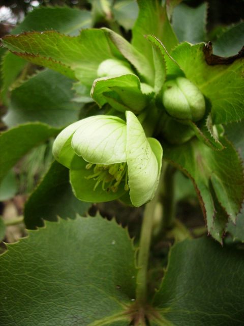 Helleborus argutifolius (Hellébore de Corse) - Bouton vert