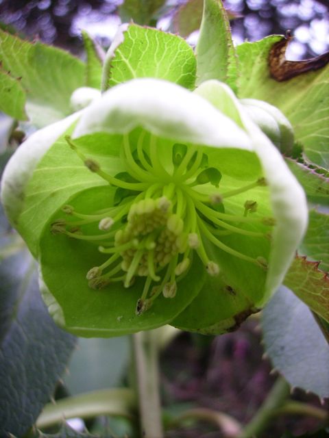 Helleborus argutifolius (Hellébore de Corse) - Face verte