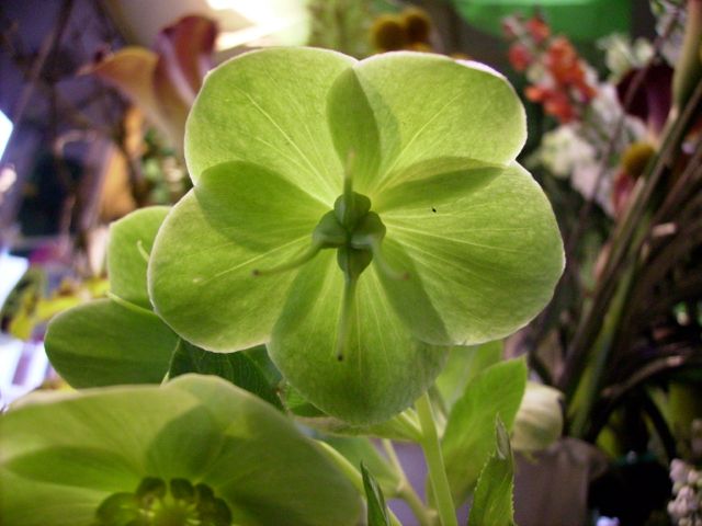 Helleborus argutifolius (Hellébore de Corse) - Face transparence