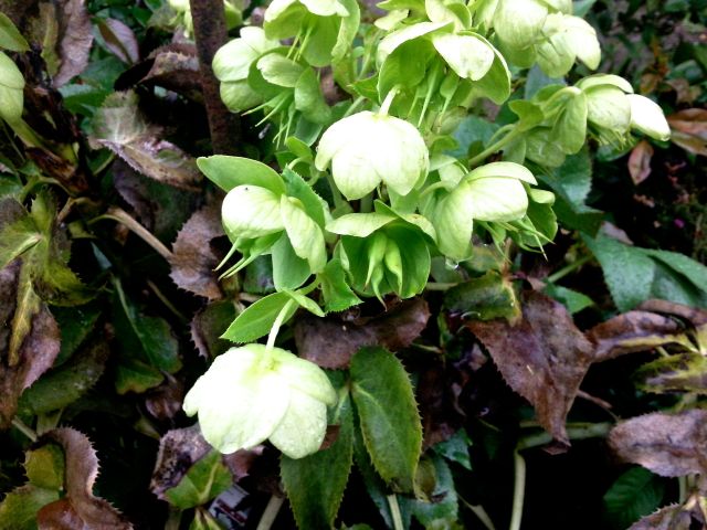 Helleborus argutifolius (Hellébore de Corse) - Pied