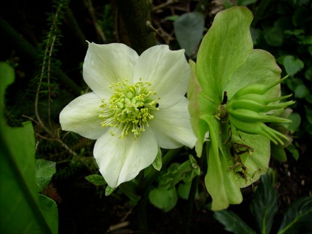 Helleborus argutifolius (Hellébore de Corse) - Blanche et verte