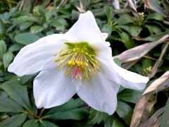 Helleborus niger (Hellébore noir) - Rose de Noël