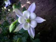 Aquilegia vulgaris (Ancolie commune) - Face blanche