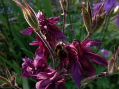 Aquilegia vulgaris (Ancolie commune) - Violacée